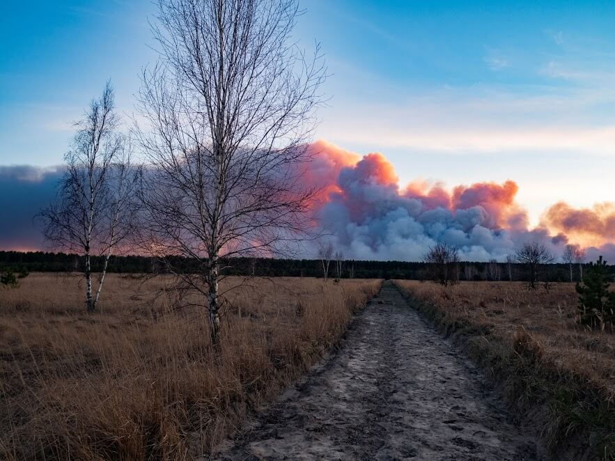 lesnye pozhary v chernobyle